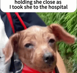 T2509059 She wasn’t just rescued; she was given a whole new chapter of life part2