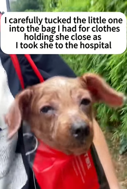 T2509059 She wasn’t just rescued; she was given a whole new chapter of life part2