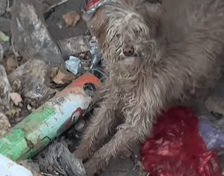 T0509046 Poor dog pet fyp xuhuong trending dog dogsoftiktok petsoftiktok part2