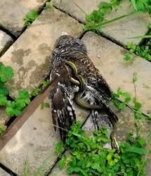T1009030 man rescues an owl and then cuteanimals owl cute fyp part2