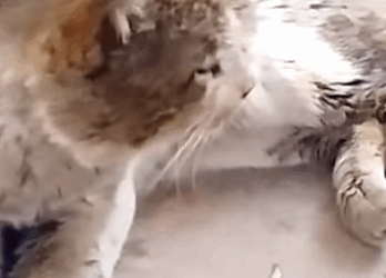 T1809025 Rescue Cat rescue rescuecat rescueanim part2