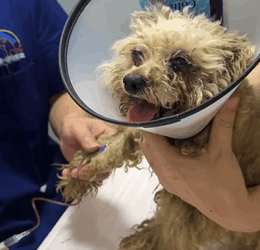 T2509029 Rescue pitful dog and then rescue animals fyp save dog part2