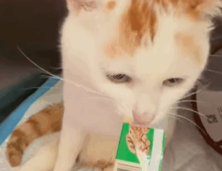 T0509052 found limping kitten on the road now it follows me everywhere part2