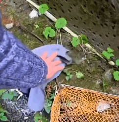 T1009031 family rescues baby bird and then cuteanimals bird cute fyp part2