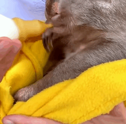 T1809023 Rescue baby wombat animals rescue rescueanimals wombat part2