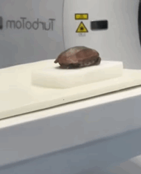 T2509054 Rescue poor turtle and then rescue animals fyp turtle turtles part2