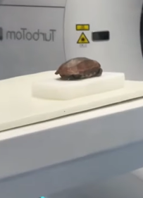 T2509054 Rescue poor turtle and then rescue animals fyp turtle turtles part2