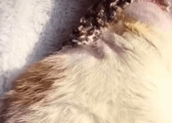 T0509051 cat catsoftiktok rescuecat poorcat part2