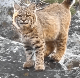 T1009034 The bobcat was rescued by family and they became family part2