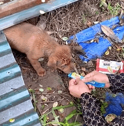 T1809022 Rescue Baby Dog rescue rescuedog rescueanima part2