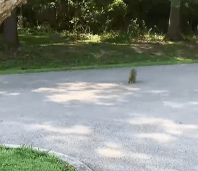 T0509054 I rescued a raccoon and then rescue rescueanimals animals part2