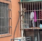 T2509038 kitten trapped at 10th floor height was rescued by me part2