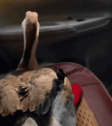 T1009039 The lucky goose was rescued by man when the ground fell on top part2