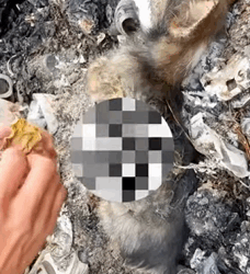 T1809021 Rescue and adopt poor little puppy from certain death and adopt him part2