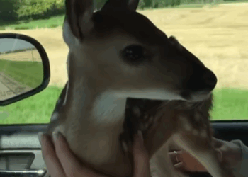 T0509034 Man rescued baby deer from floodwaters and adopted it animals part2
