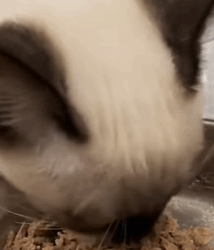 T2509047 Rescue cat on rainy day and then rescue animals fyp cat kitt part2