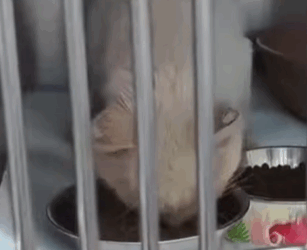 T0509057 Stray cat rescue cat cats rescue rescuecat straycat catsoftiktok part2