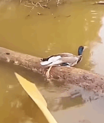 T1009038 The lucky wild duck was helped by family and the ending part2