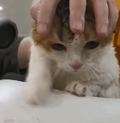 T2509027 Rescue a cat trapped on the water and then rescue animals fyp cat part2