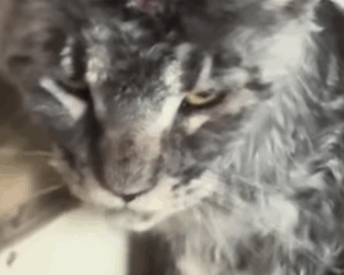 T0509035 Saving a stray cat cats catsoftiktok rescueanimals rescuecat cats part2