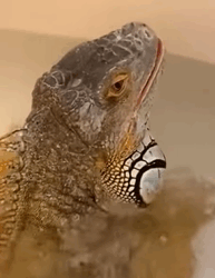 T1009026 My dog caught a lizard so I had to adopt it and then rescue fyp part2