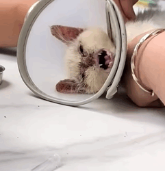 T2509028 Rescue poor kitten and then rescue animals fyp save cat part2