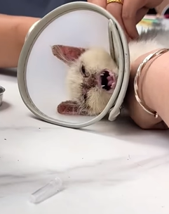 T2509028 Rescue poor kitten and then rescue animals fyp save cat part2