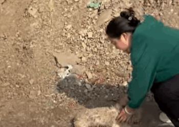 T0509047 Abandoned puppy in the dump pet fyp trending dog part2