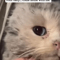 T2509026 Adopted super cute white kitten fyp kitten pet adoptdontshop part2