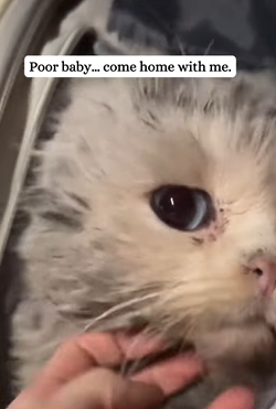 T2509026 Adopted super cute white kitten fyp kitten pet adoptdontshop part2