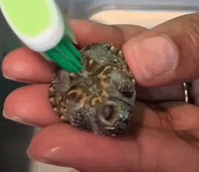 T0509045 Man found a tiny turtle on the road and brought it home animals part2