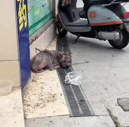 T1009017 Rescue stray dogs rescue cute helpanimals love dog part2