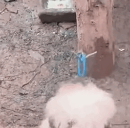 T2509019 Rescue chained dog rescue animals rescueanimals puppy dog part2