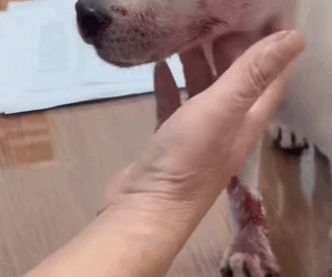 T0509064 Rescue stray dogs rescue cute helpanimals love rescueanimals part2