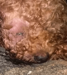 T0609082 rescue dog animal rescueanimals rescuedog pupup dogsoftiktok part2