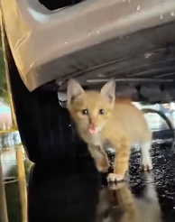 T2509039 Rescuing stray kitten from under the car that almost froze to death part2