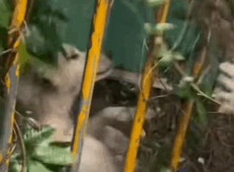 T0509077 Rescue stray dogs rescue cute helpanimals love dog part2