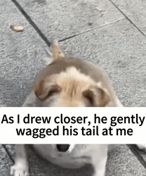 T1009016 Rescue stray dogs rescue cute helpanimals love rescueanimals part2