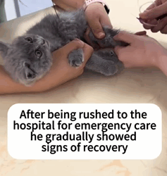 T0609071 Give stray cats home cat catsoftiktok rescuecat rescueanimals part2