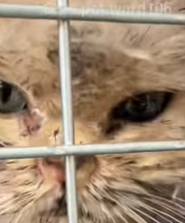 T2509021 He struggled so hard how could not care for him cat rescuecat he part2