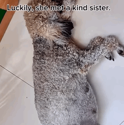 T0609086 save pregnant mother rescueanimals rescuedog fyp pupup dog part2