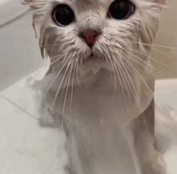 T1009021 I heard the sound of a cat in the sewer part2