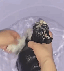 T2509035 Rescue the kitten trapped in the sewer part2