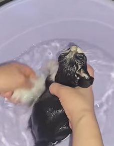 T2509035 Rescue the kitten trapped in the sewer part2