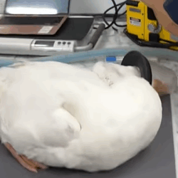 T1009014 The woman rescued poor goose from dogs attack animal animalsoftikto part2