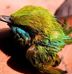 T2509053 Rescue poor bird and then rescue animals fyp bird birds birds part2