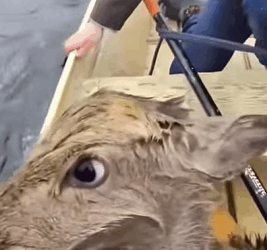 T1009013 Rescue deer part2