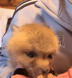 T2509018 This woman saved a baby fox and then this happened part2