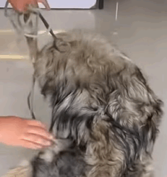 T0609074 dog rescue rescue animal rescuedog animalsoftiktok pupup dogsoft part2