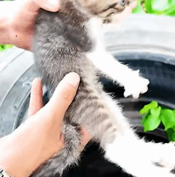 T1009019 Rescue cat family rescue animals rescueanimals cat fyp part2
